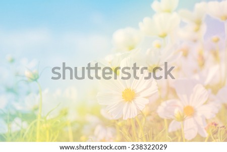 White cosmos flowers in the garden with soft blur background in pastel retro vintage style.