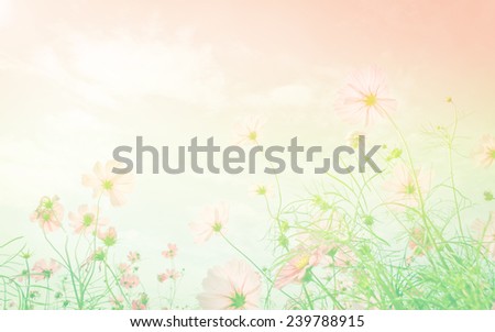 Purple, pink, red, cosmos flowers in the garden with sky clouds soft blur background in pastel retro vintage style.