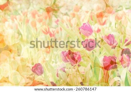 Blurred of Sweet color Tulips flowers in bokeh texture soft blur for background with pastel vintage retro style.