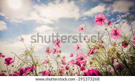 Purple, pink,Cosmos on a farm in the blue sky and clouds background soft focus.