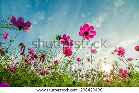 Purple, pink, red, cosmos flowers in the garden with  blue sky and clouds background in vintage style soft focus.