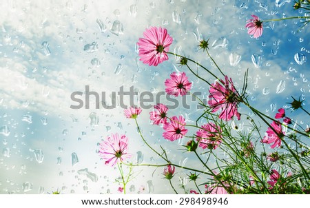 Cosmos flowers in the rain under a wet glass with spring and blue sky soft blur background