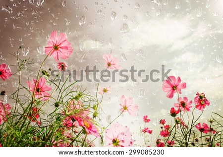 Cosmos flowers in the rain under a wet glass.spring background.