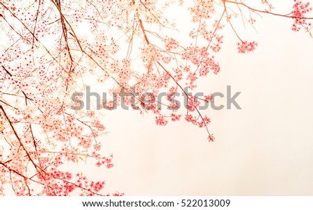 Soft Blurred of sakura flower in the pastel vintage color style for background