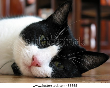 black and white cat pictures. lack and white cat,