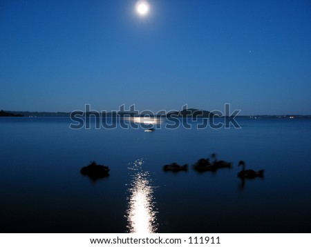 Full moon over Lake Rotarua, sleeping black swans