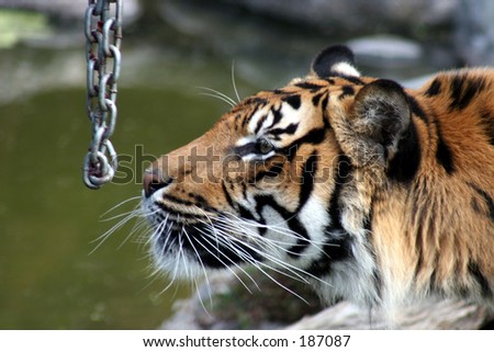 Sumatran+tiger+food+web