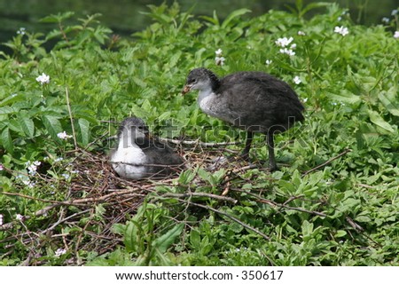 Baby Wading bird of some sort.  two animals, one in nest