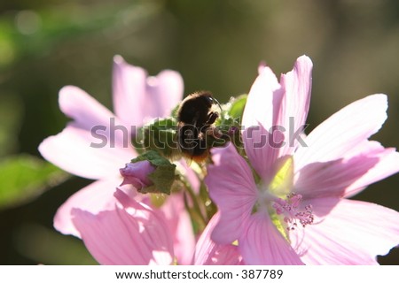 Honey Bee on Wild Flower, with large pollen sacks on his legs
