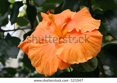 Giant Orange Hibiscus Flower