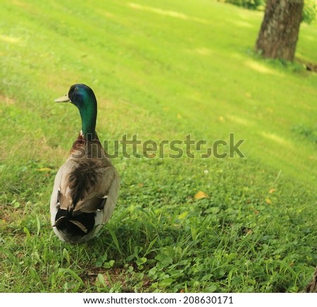 Mallard duck walking down a hill toward a tree.