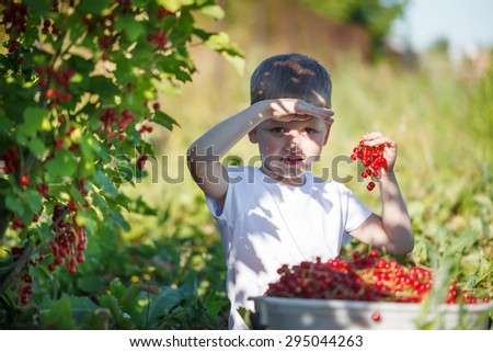 Funny little kid picking up red currants from currant bush in a garden.