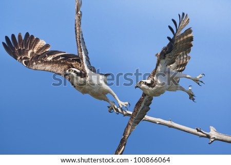 Ospreys  in flight. Latin name - Pandion haliaetus.