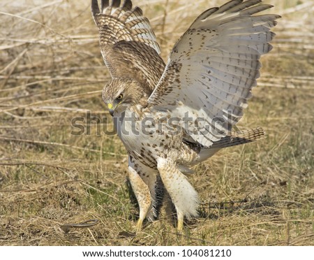 Red-tailed Hawk, juvenile, attacking a snake . Latin name-Buteo jamaicensis.