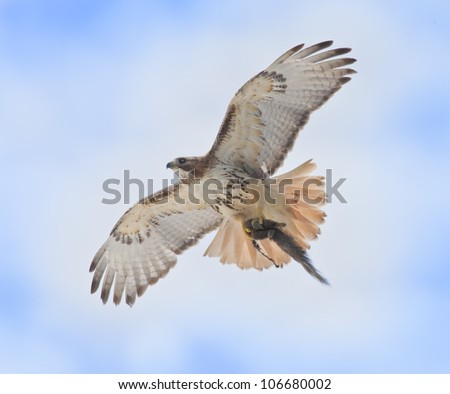 Red-tailed Hawk with catch rushing to nest to feed youngsters . Latin name-Buteo jamaicensis.