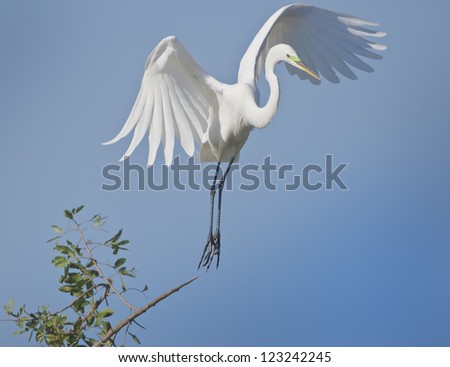 Great Egret lifts off. Latin name - Ardea alba.