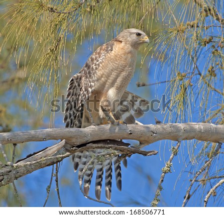 Red-shouldered Hawk stretching his wings. Latin name-Buteo lineatus.