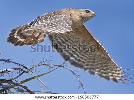Red-shouldered Hawk just took off. Latin name-Buteo lineatus.