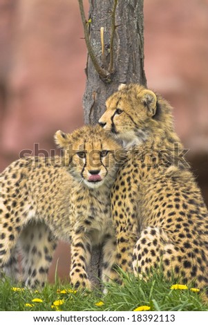 Cheetah cubs teenagers