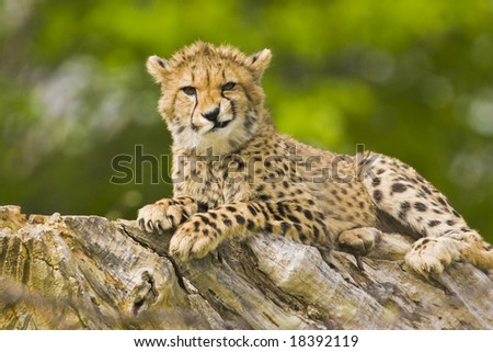 [Bild: stock-photo-young-cheetah-making-faces-18392119.jpg]