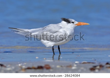 Royal tern resting at sea shore