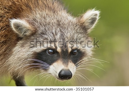 Hostile Raccoon, close up, focus on face