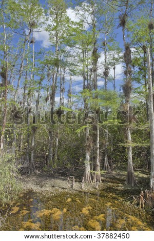 Evarglades rich soil swamps preservation