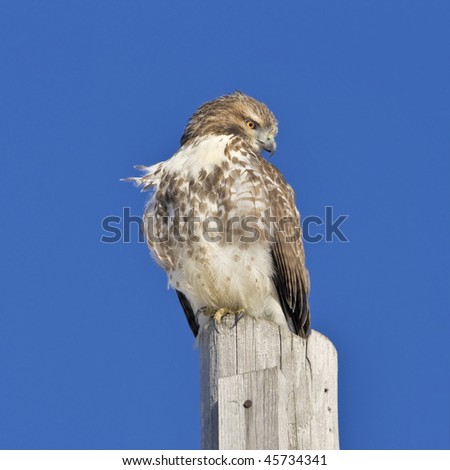 Red-tailed hawk perching on post. Buteo jamaicensis.