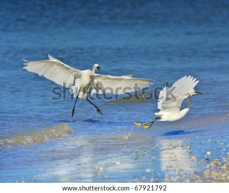 Reddish egret, white morph, kicking out Snowy Egret from his hunting territory.