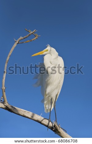 Great Egret perching on dry tree  in windy day, cooling down. Latin name - Ardea alba. Focus on eye, copy space on top for your additions.