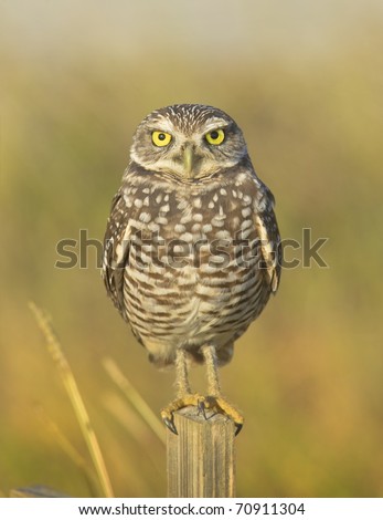 Burrowing Owl looking into your eyes, smiling. Latin name - Athene cunicularia.Focus on eyes.