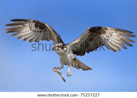Osprey with prey in flight. Latin name - Pandion haliaetus.