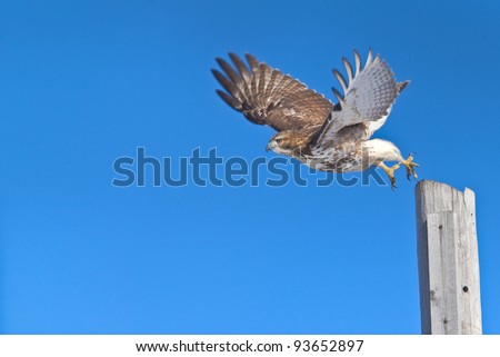 Red-tailed hawk in flight, chasing a prey.  Latin name - Buteo jamaicensis. Copy space for additions.
