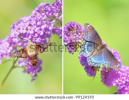 Hummingbird Clearwing Moth - Hemaris thysbe, and , Red Spotted Purple Admiral Butterfly - limenitis arthemis astyanax,  feeding on Buddleja davidii - butterfly bush.