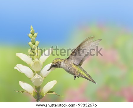 Hummingbird feeding on Turtlehead, latin name - Chelone glabra, white wildflower nectar. Latin name - Archilochus colubris.
