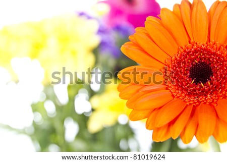 Gerber Daisy with other flowers isolated over white background