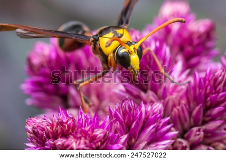 yellow wasp on flowers in the garden