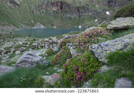 Summer wild flowers next to high mountain lake, Estany de Mes Amunt, in morning shadow of Pic de Tristaina, Andorra, Europe