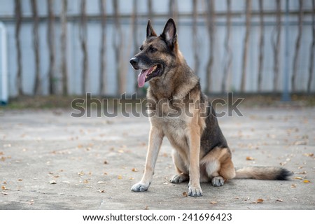 Old German shepherd dog
