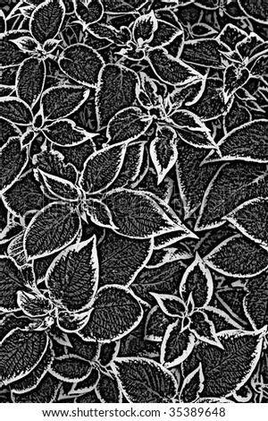 infra red black and white texture of nettle plant leaves