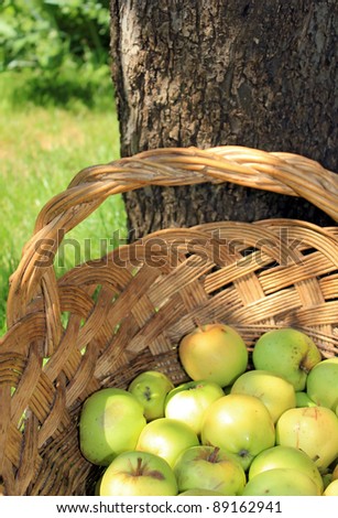 Yellow and green bio apples in basket