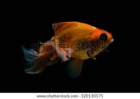 Gold moor fish,gold telescope eye fish