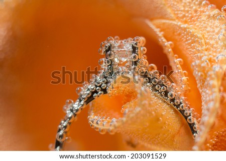White gold diamond ring in Orange rose taken closeup with water drops and bubbles