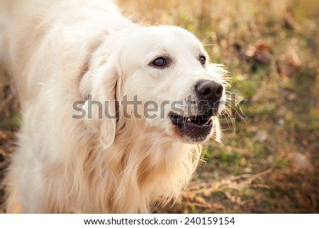 young golden retriever dog play in autumn park