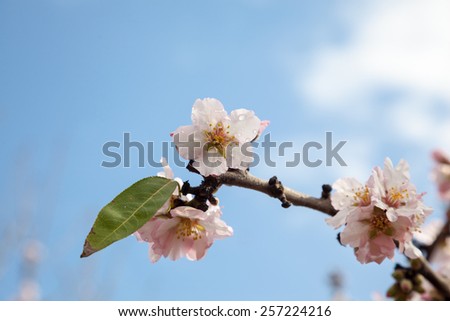 Closeup on light pink almond flower covered with raindrops. Blue spring sky on background. Almond Gardens near Tabor Mountain, Israel.