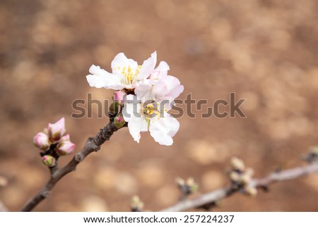 Closeup on light pink almond flower covered with raindrops. Brown background of soil Almond Gardens near Tabor Mountain, Israel.
