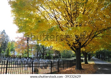 Visiting the cemetery and grave sites on a bright fall day.  Photo features a brightly colored tree with yellow leaves, old grave stones and a fenced in cemetery.