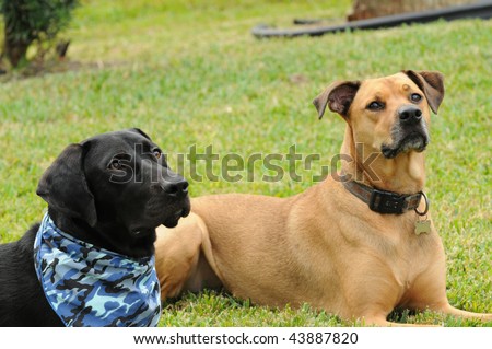 Two Dog Friends in the Down Position Awaiting their Commands