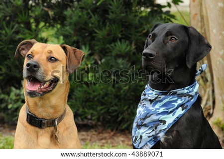 Two Dog Friends Sitting Up and Looking towards their owner and awaiting their Commands