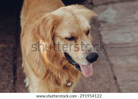 Dog Tongue